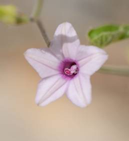 Purple-throat Morning Glory (Ipomoea sinensis)