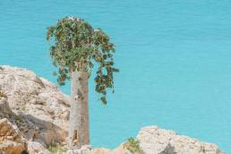 Socotra Cucumber Tree (Dendrosicyos socotranus)