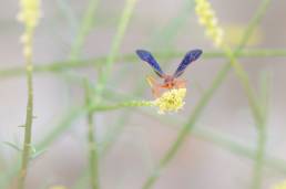 Belonogaster saussurei