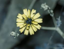 Launaea rhynchocarpa UV