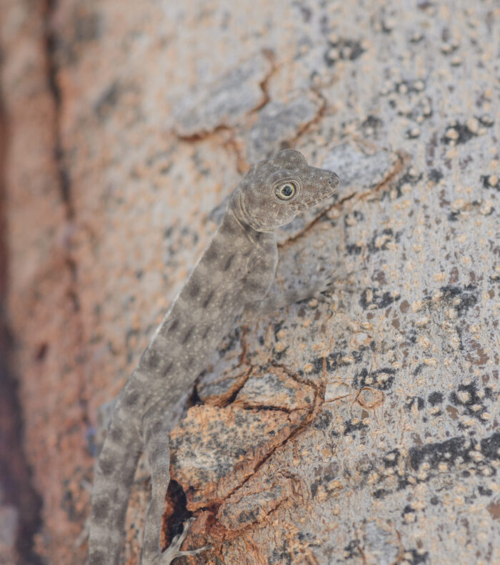 Blanford's Rock Gecko (Pristurus insignis)