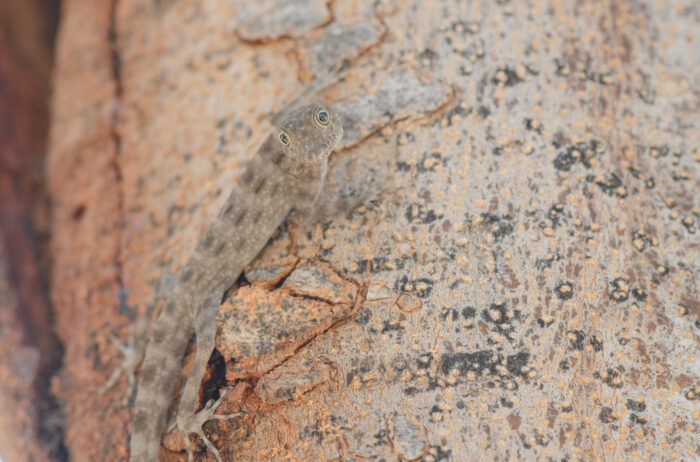 Blanford's Rock Gecko (Pristurus insignis)