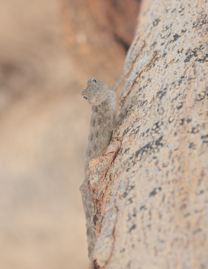 Blanford's Rock Gecko (Pristurus insignis)