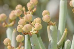 Euphorbia arbuscula