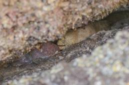 Peppered Moray (Gymnothorax pictus)