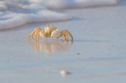 Red Sea Ghost Crab (Ocypode saratan)