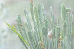 Limonium paulayanum