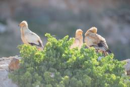 Egyptian vulture (Neophron percnopterus)