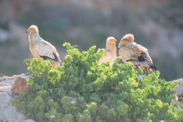 Egyptian vulture (Neophron percnopterus)