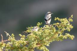 Great grey shrike (Lanius excubitor)