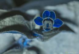 African Coromandel (Asystasia intrusa) UV