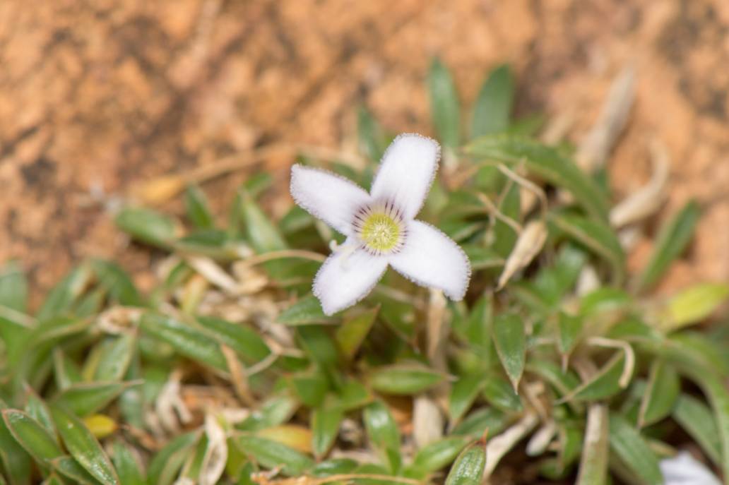 Oldenlandia pulvinata