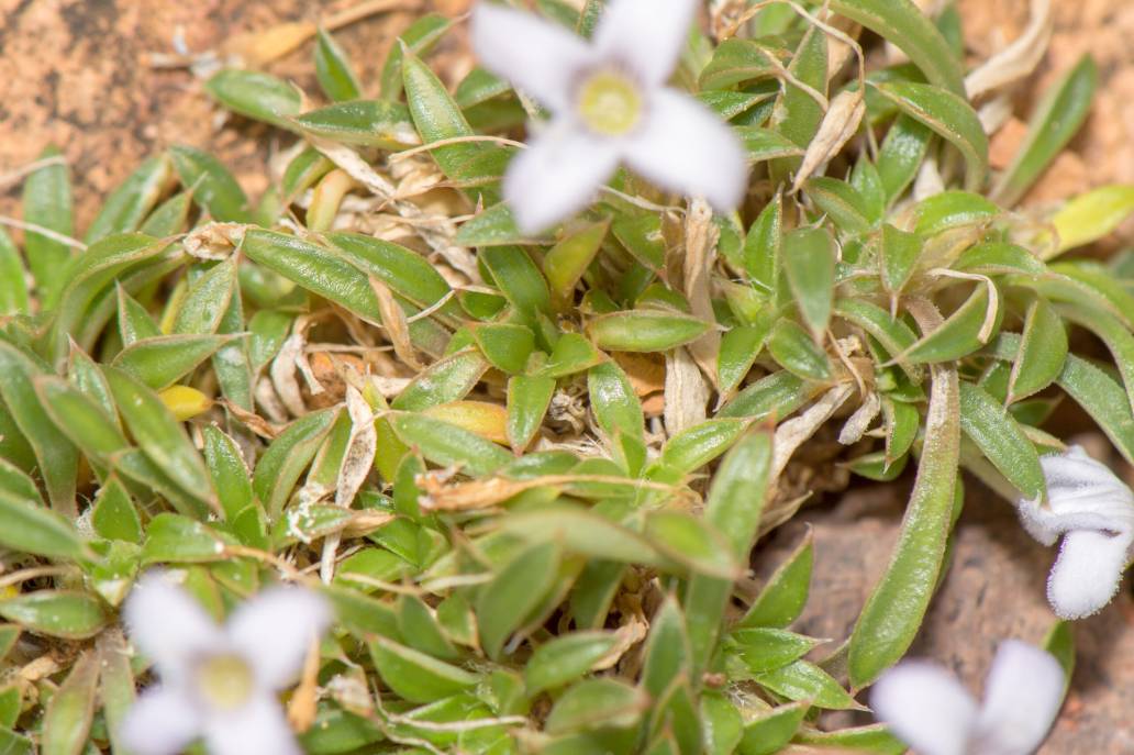 Oldenlandia pulvinata