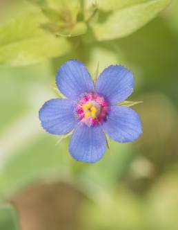 Foemina Pimpernel (Lysimachia foemina)