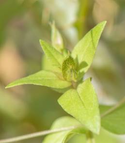 Foemina Pimpernel (Lysimachia foemina)