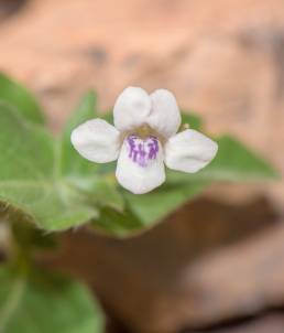 African Coromandel (Asystasia intrusa)