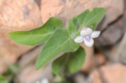 African Coromandel (Asystasia intrusa)