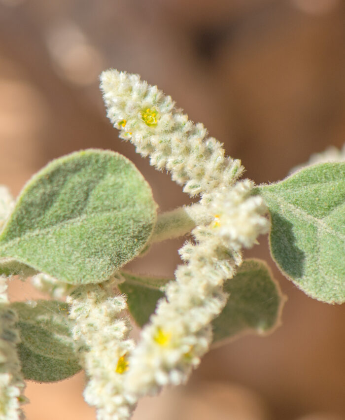 Mountain Knotgrass (Ouret lanata)