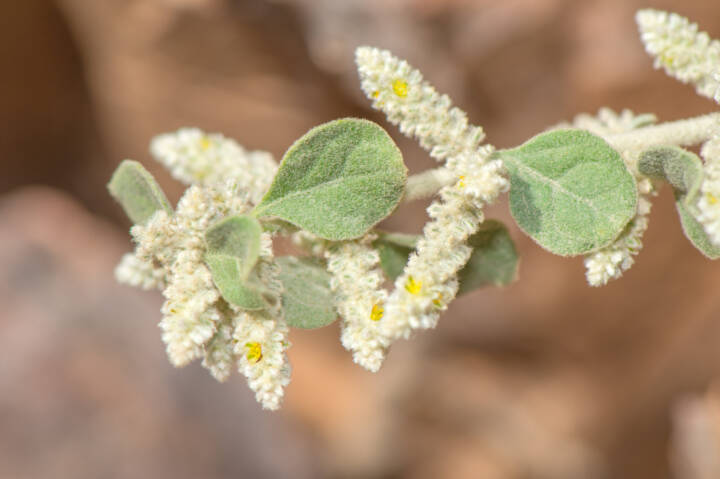 Mountain Knotgrass (Ouret lanata)