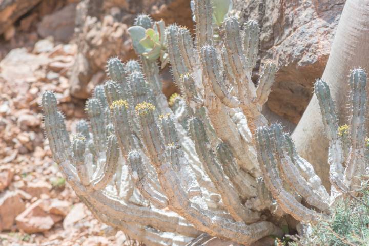 Euphorbia spiralis