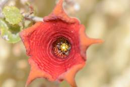 Caralluma socotrana