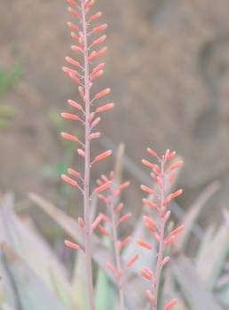 Aloe perryi