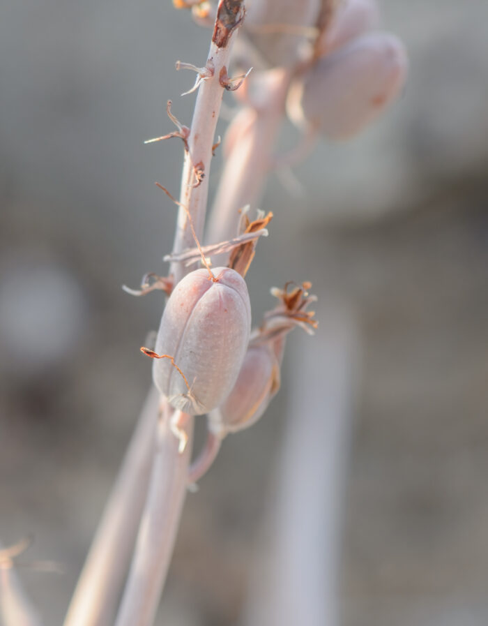 Perry's Aloe (Aloe perryi)