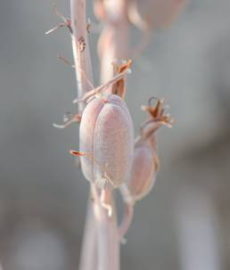 Perry's Aloe (Aloe perryi)
