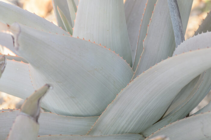 Perry's Aloe (Aloe perryi)