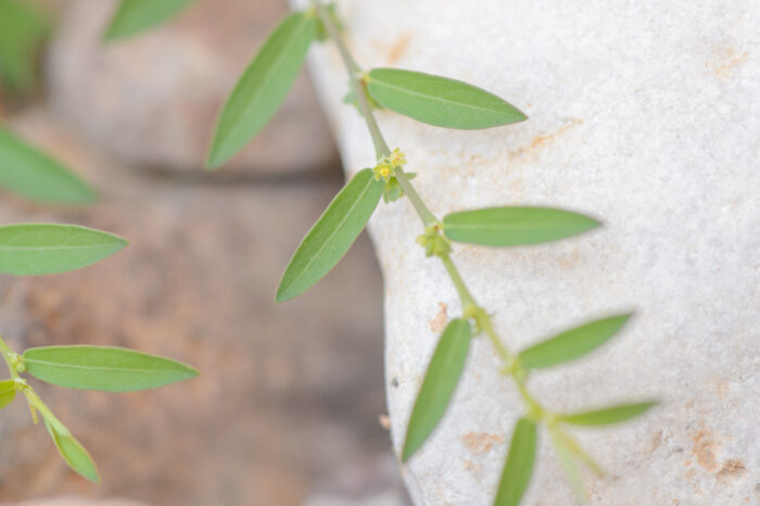 Phyllanthus maderaspatensis