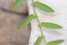 Phyllanthus maderaspatensis