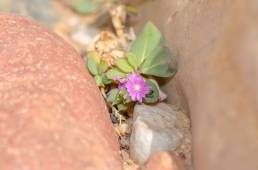 Corbichonia decumbens