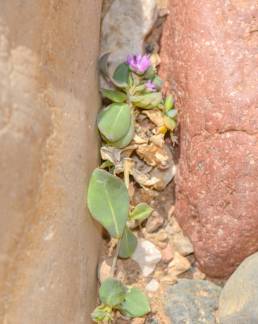 Corbichonia decumbens