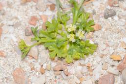 Trachyspermum pimpinelloides