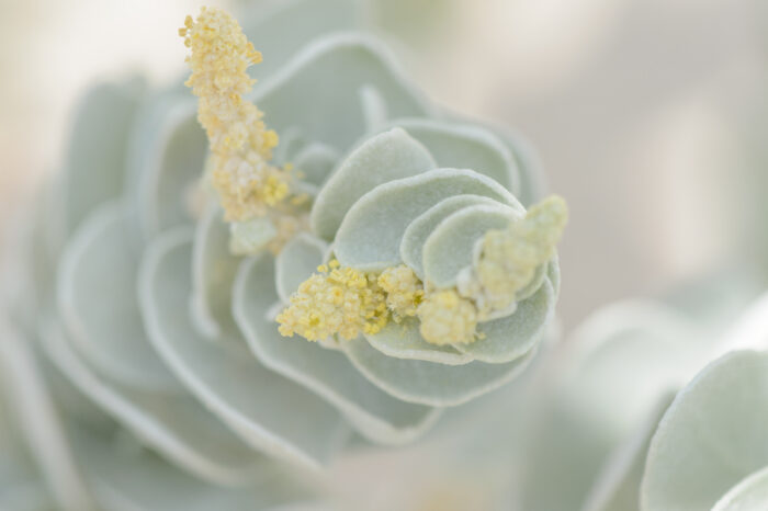 Atriplex farinosa