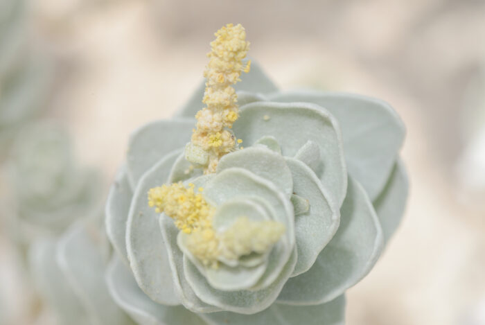 Atriplex farinosa