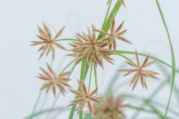 Cyperus conglomeratus