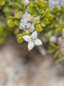 Dirichletia virgata