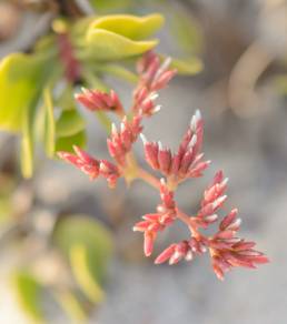 Limonium paulayanum