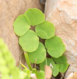 Adiantum balfourii