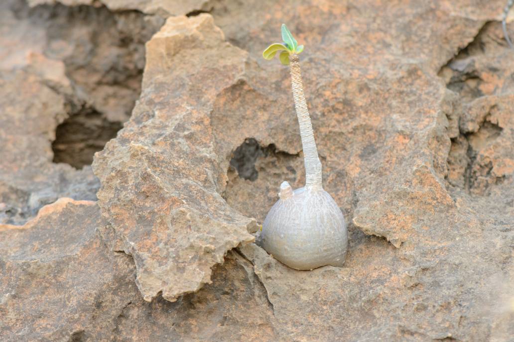 Socotra bottle tree (Adenium obesum ssp. socotranum)