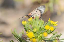 Glass-Tip Acraea (Acraea neobule socotrana)