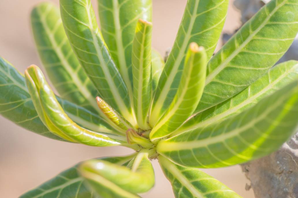 Adenium obesum ssp. socotranum