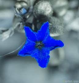 Heliotropium nigricans UV