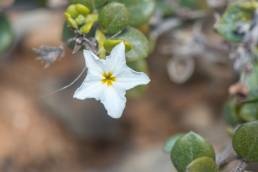 Heliotropium nigricans