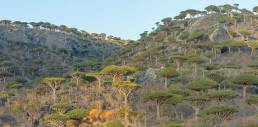 Dragon blood tree (Dracaena cinnabari)