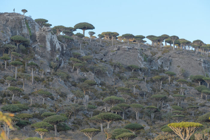 Dragon blood tree (Dracaena cinnabari)