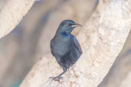 Somali starling (Onychognathus blythii)