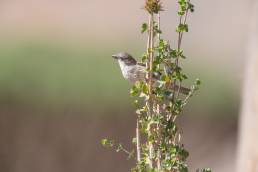 Socotra sparrow (Passer insularis)