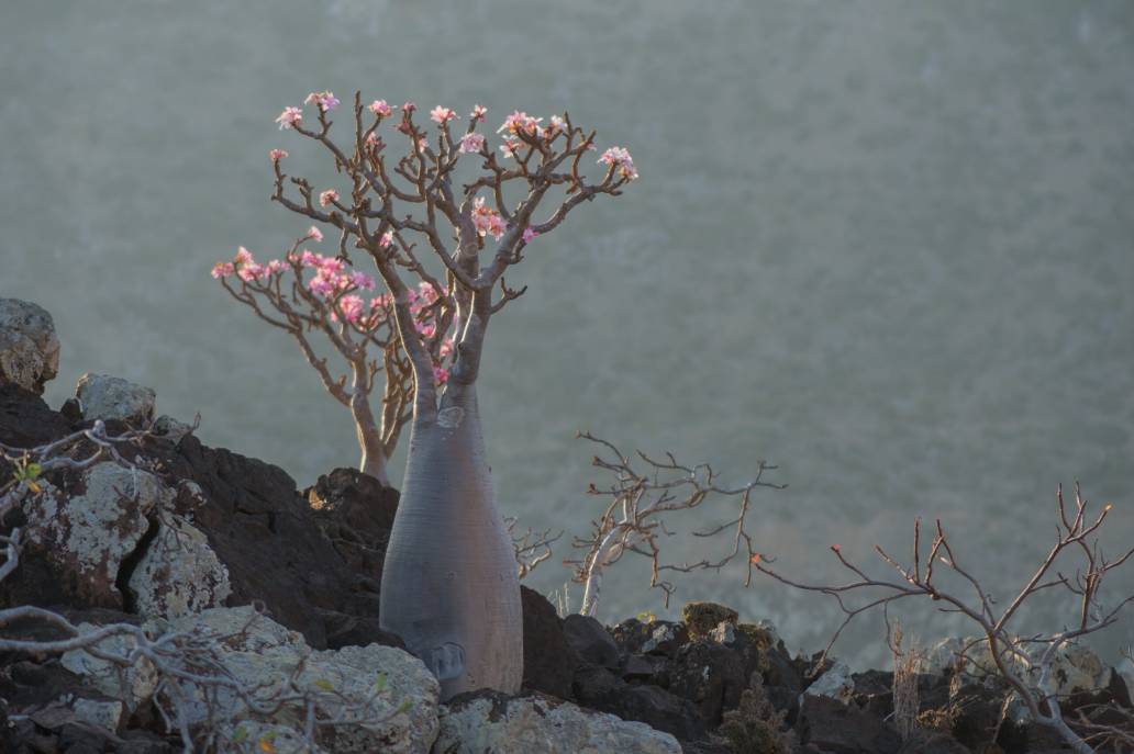 Socotra bottle tree (Adenium obesum ssp. socotranum)